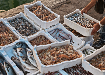 Operazione “Porto a Porto”.  L’EPS rinasce, il mare ringrazia