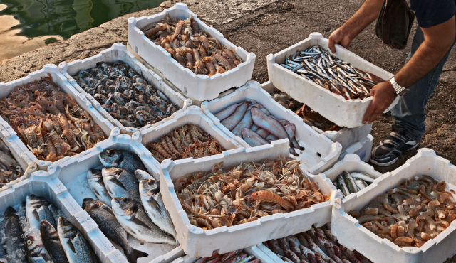 Operazione “Porto a Porto”.  L’EPS rinasce, il mare ringrazia