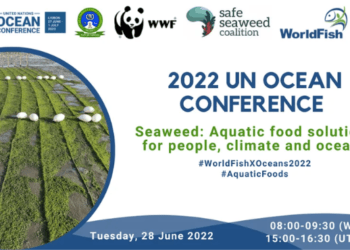 Alghe tema della UN Ocean Conference