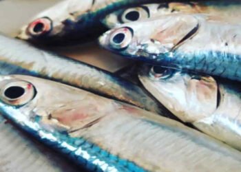 Il pesce azzurro aiuta a rafforzare il sistema immunitario