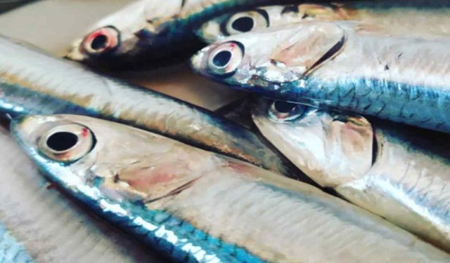 Il pesce azzurro aiuta a rafforzare il sistema immunitario