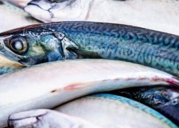 Importanti benefici per la salute derivanti dal consumo di pesce
