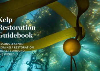 Kelp Restoration Guidebook, guida dedicata al recupero di foreste algali