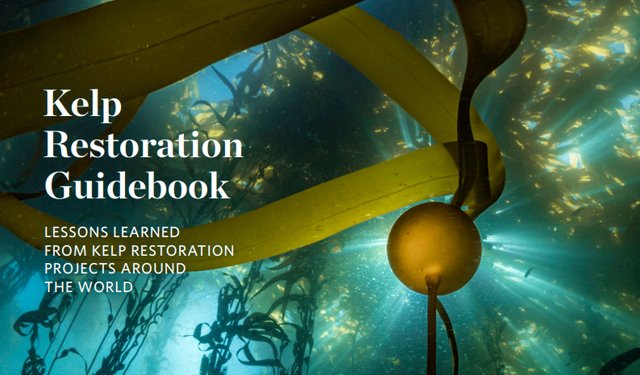 Kelp Restoration Guidebook, guida dedicata al recupero di foreste algali