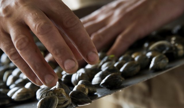 La siccità soffoca anche le vongole nel delta del Po