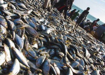 Nuovo accordo di pesca tra UE e Mauritania