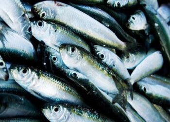 Oceana: ulteriori azioni per attuare pienamente la PCP