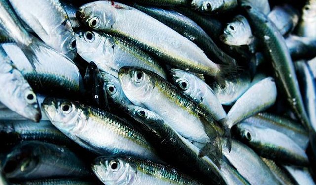 Oceana: ulteriori azioni per attuare pienamente la PCP