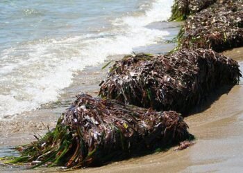 In Puglia diventa più semplice gestire biomasse vegetali spiaggiate, in particolare la Posidonia