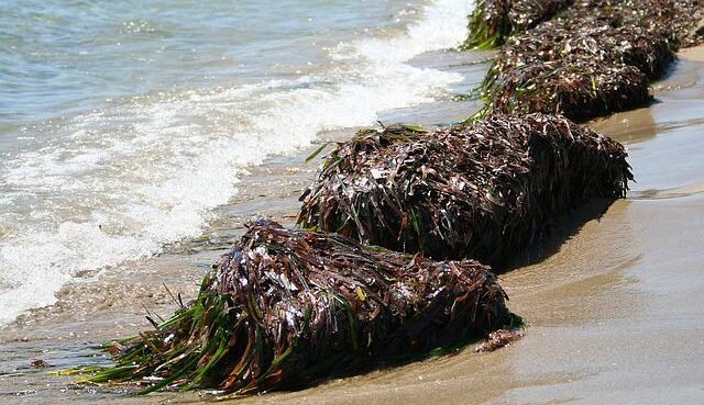 In Puglia diventa più semplice gestire biomasse vegetali spiaggiate, in particolare la Posidonia