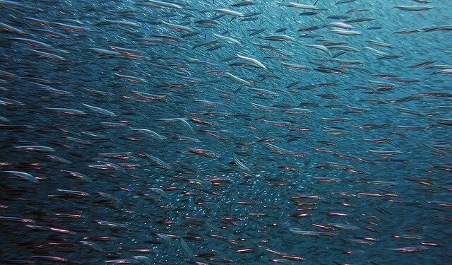 FAO. Lo stato della pesca e dell'acquacoltura nel mondo