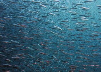 FAO. Lo stato della pesca e dell'acquacoltura nel mondo