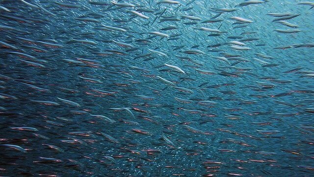 FAO. Lo stato della pesca e dell'acquacoltura nel mondo