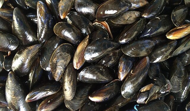 Scozia, la produzione di molluschi raggiunge livelli record