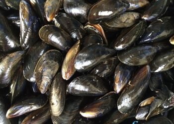 Scozia, la produzione di molluschi raggiunge livelli record