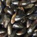 Scozia, la produzione di molluschi raggiunge livelli record