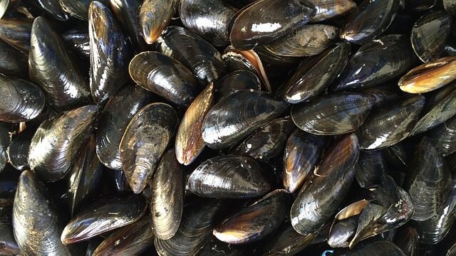 Scozia, la produzione di molluschi raggiunge livelli record