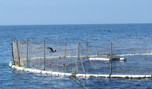 30 nomi dell'acquacoltura si mobilitano per un cambiamento