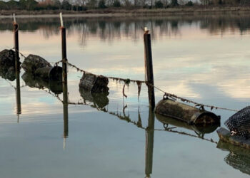 C'è un futuro per l'allevamento di ostriche in ambiente vallivo
