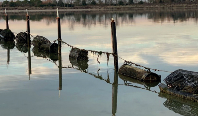 C'è un futuro per l'allevamento di ostriche in ambiente vallivo