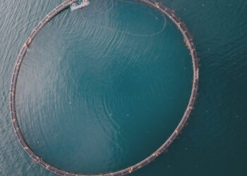 Chef pluripremiati e ONG formano la Coalition for Sustainable Aquaculture