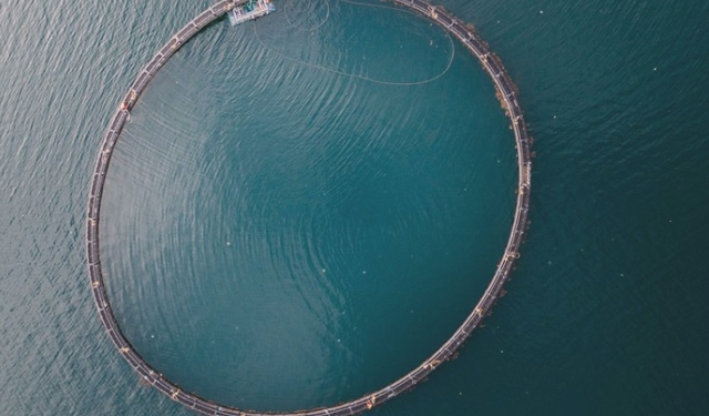 Chef pluripremiati e ONG formano la Coalition for Sustainable Aquaculture