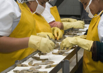 Ecuador. Nuovo record nelle esportazioni di gambero