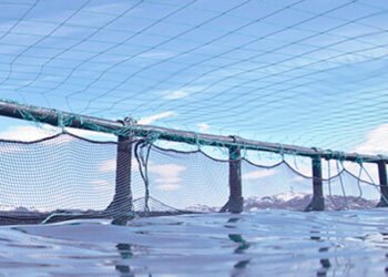 Finanziata la ricerca per gli allevamenti norvegesi di merluzzo