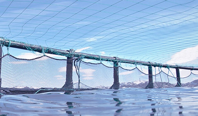 Finanziata la ricerca per gli allevamenti norvegesi di merluzzo