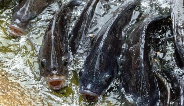 Zimbabwe, prevista importante crescita della tilapia