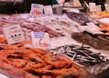 Ittico Prezzi, nuove schede di BMTI sull'andamento dei prezzi