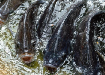 Zimbabwe, prevista importante crescita della tilapia
