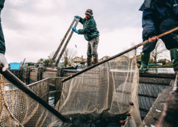 Pesca in alto adriatico: flotta diminuisce, crescono tartarughe e delfini