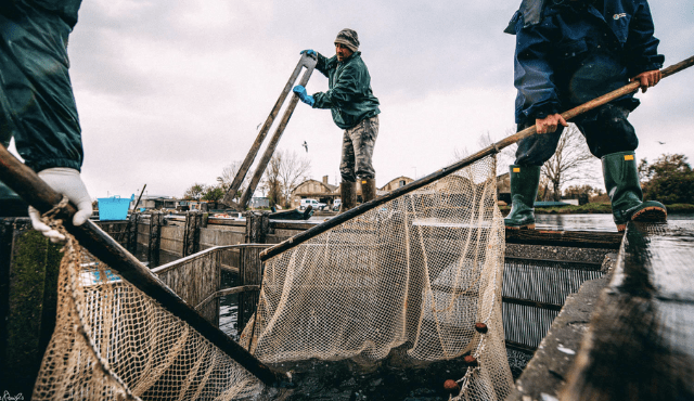 Pesca in alto adriatico: flotta diminuisce, crescono tartarughe e delfini