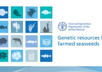 Il settore delle alghe nel report della FAO Genetic resources for farmed seaweeds