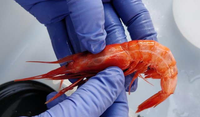 In arrivo il gambero prodotto con microalghe, piselli e soia