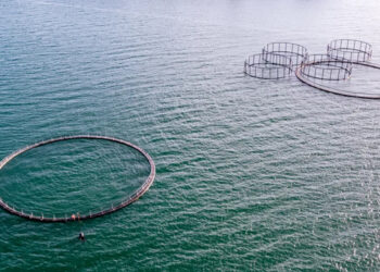 L’Irlanda annuncia finanziamenti in acquacoltura per 20 milioni di euro