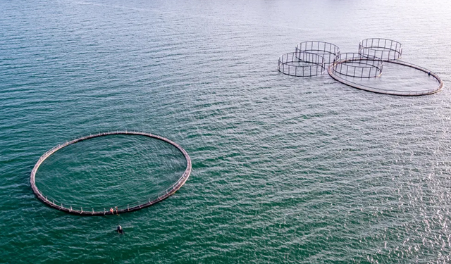 L’Irlanda annuncia finanziamenti in acquacoltura per 20 milioni di euro