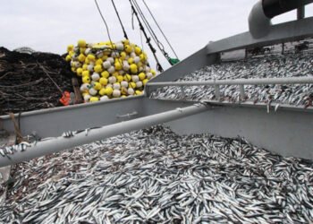 Perù. Già catturato l'84,6% del TAC disponibile di acciughe