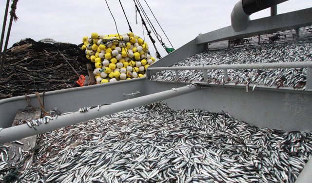 Perù. Già catturato l'84,6% del TAC disponibile di acciughe