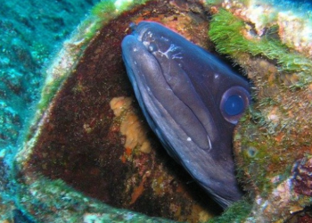 Nuovi habitat per le anguille giapponesi