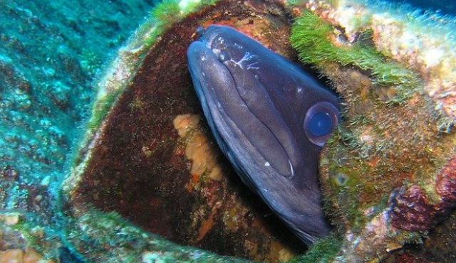 Nuovi habitat per le anguille giapponesi