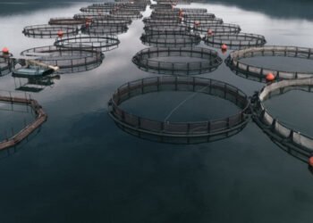 Rabobank, diminuisce la domanda di pesce di allevamento