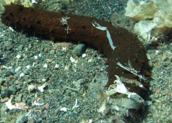 Rifiuti organici da allevamenti ittici nutrimento per cetrioli di mare