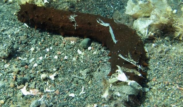 Rifiuti organici da allevamenti ittici nutrimento per cetrioli di mare