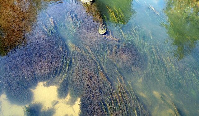 India, fissato obiettivo per 9,7 milioni di alghe in più