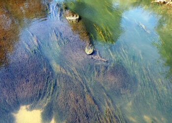 India, fissato obiettivo per 9,7 milioni di alghe in più