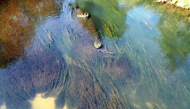 India, fissato obiettivo per 9,7 milioni di alghe in più