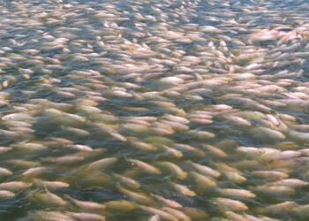 Brevettato un nuovo sietma per contare la tilapia giovanile