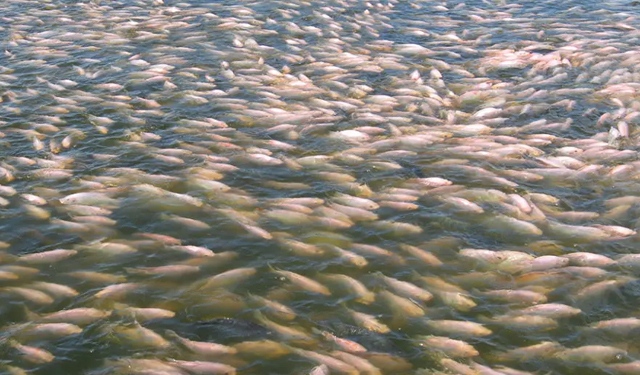 Brevettato un nuovo sietma per contare la tilapia giovanile